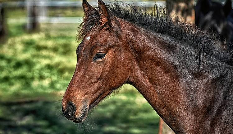 Evento Giornate a cavallo per ragazzi Unio Horses Agriturismo la Commenda