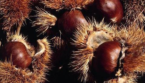 Evento Il cammino dei marroni. La Ballottata Castagno d'Andrea