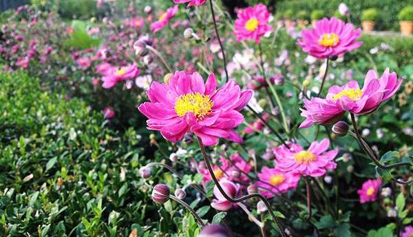Son tutte rose e fiori mondorose eventi a firenze Rose e fiori