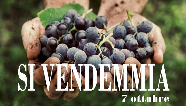 Evento Sabato in vigna: si vendemmia! Firenze