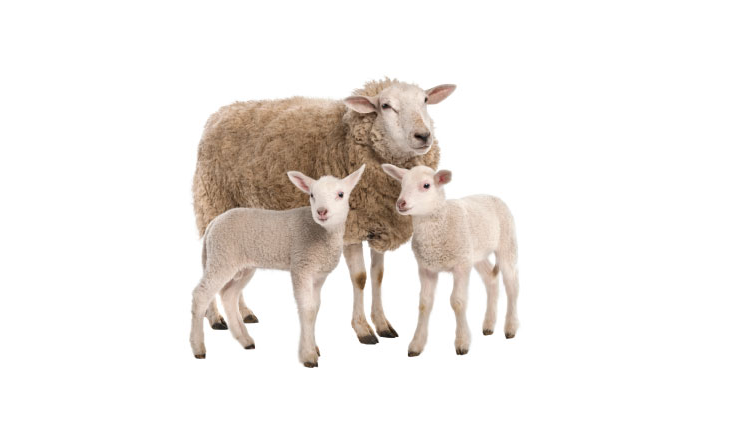 Evento Fiera del bestiame e dell'agricoltura Centro di Calenzano