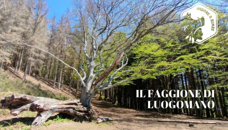 Evento Il Faggione di Luogomano: escursione guidata nell'Acquerino Cantagallo Andare a Zonzo Trekking ed Escursioni