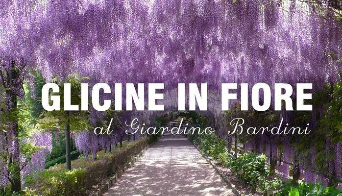 Evento Glicine in fiore al Giardino Bardini Villa Bardini